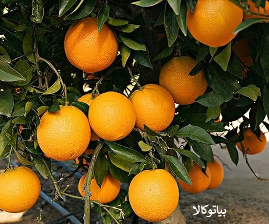 پیوند پرتقال شیرین